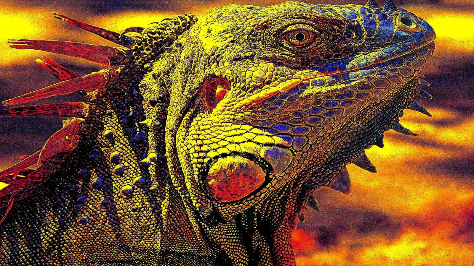 Iguana Beauty HD Desktop Wallpaper Widescreen High