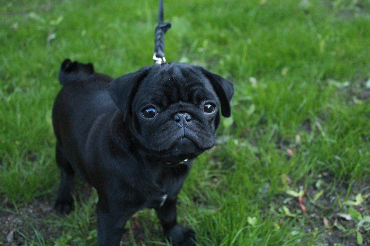 Pug Puppy Photo And Wallpaper Beautiful Pictures