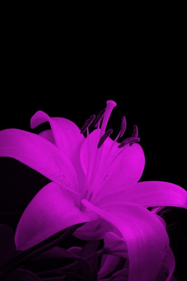 50+ Purple Flower Wallpaper for iPhone on WallpaperSafari