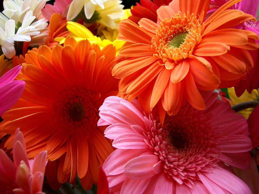 beautiful colorful flowers wallpaper   View All