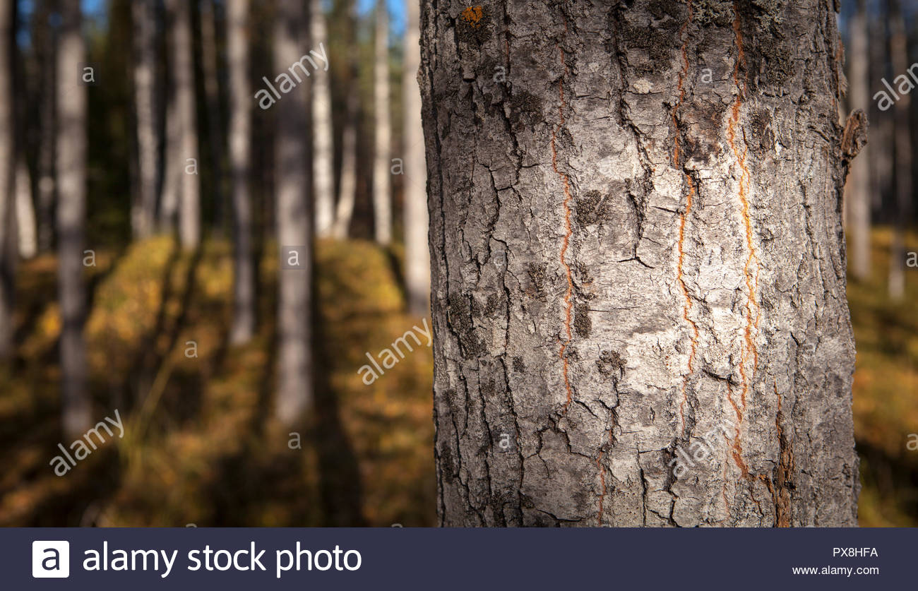 Closeup On An Aspen Trunk In Sunshine Trunks The Background