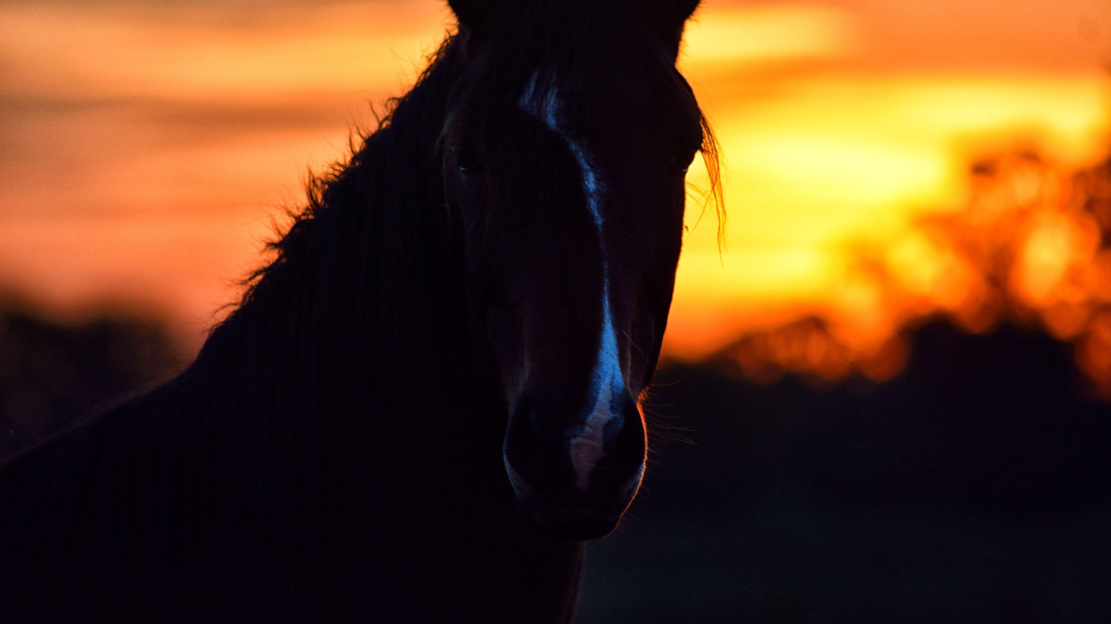 Wallpaper Id Horse Silhouette Ears Mane Sunset 4k