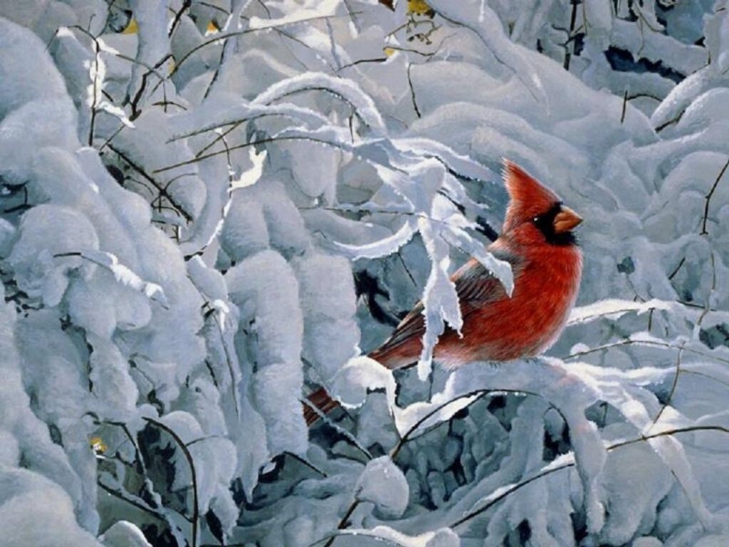 Winter Cardinal Bird Puter Background HD Wallpaper Site