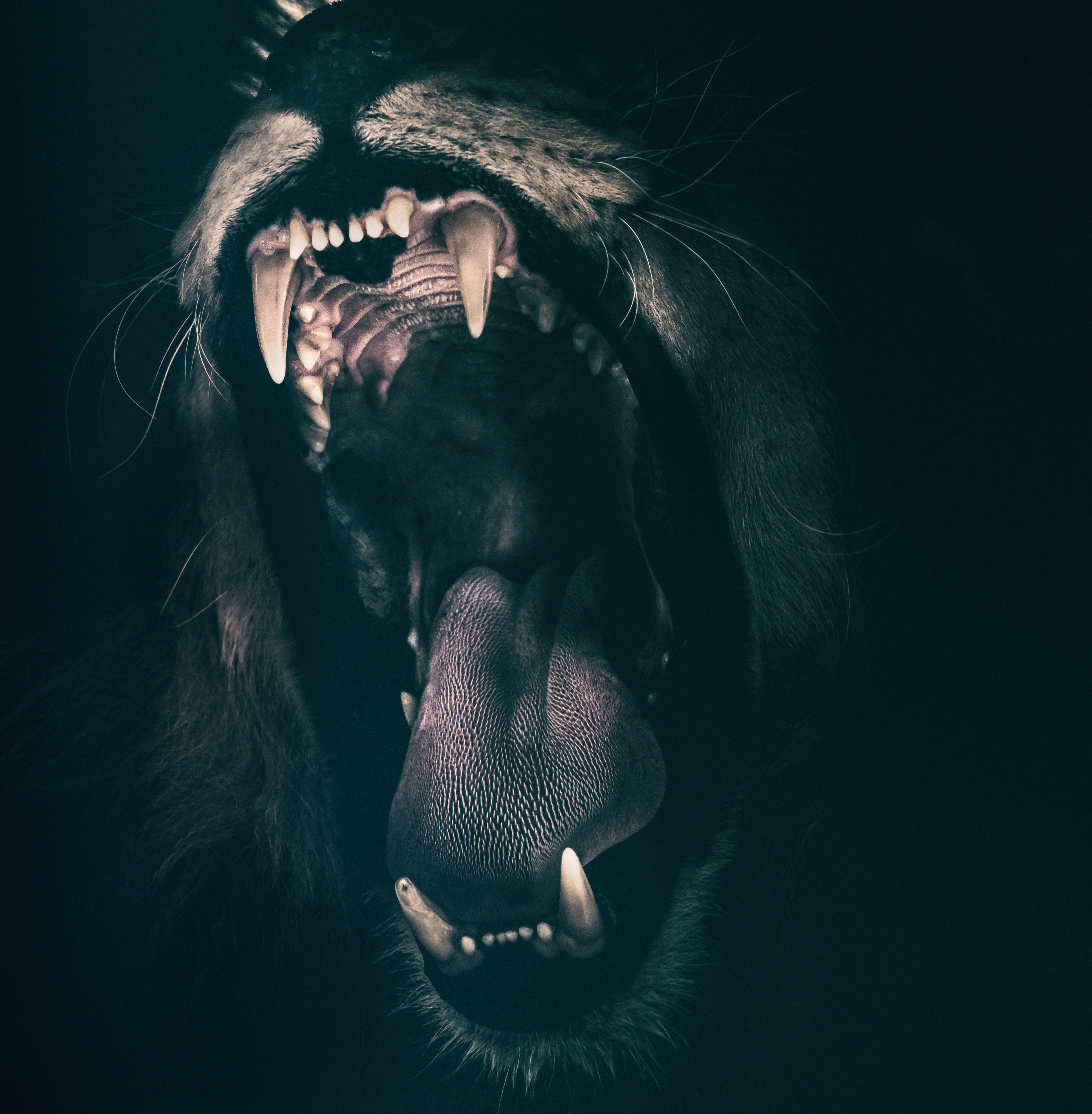 Lion Teeth Roar Fear Angry Wallpaper And Stock Photos
