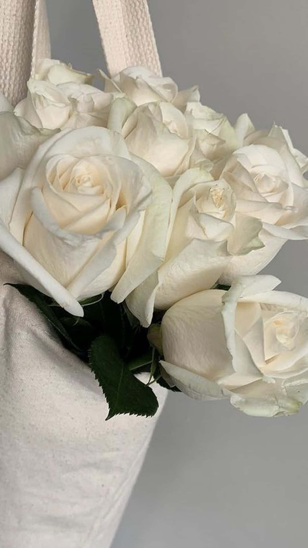 Rose Aesthetic Wallpaper