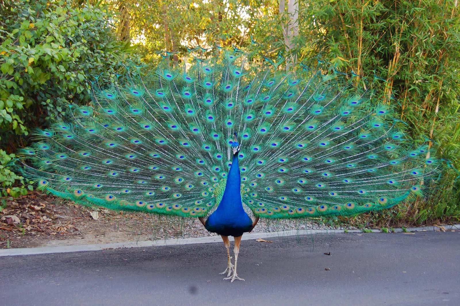 Beautiful Peacock Background HD Wallpapers HD Wallapers