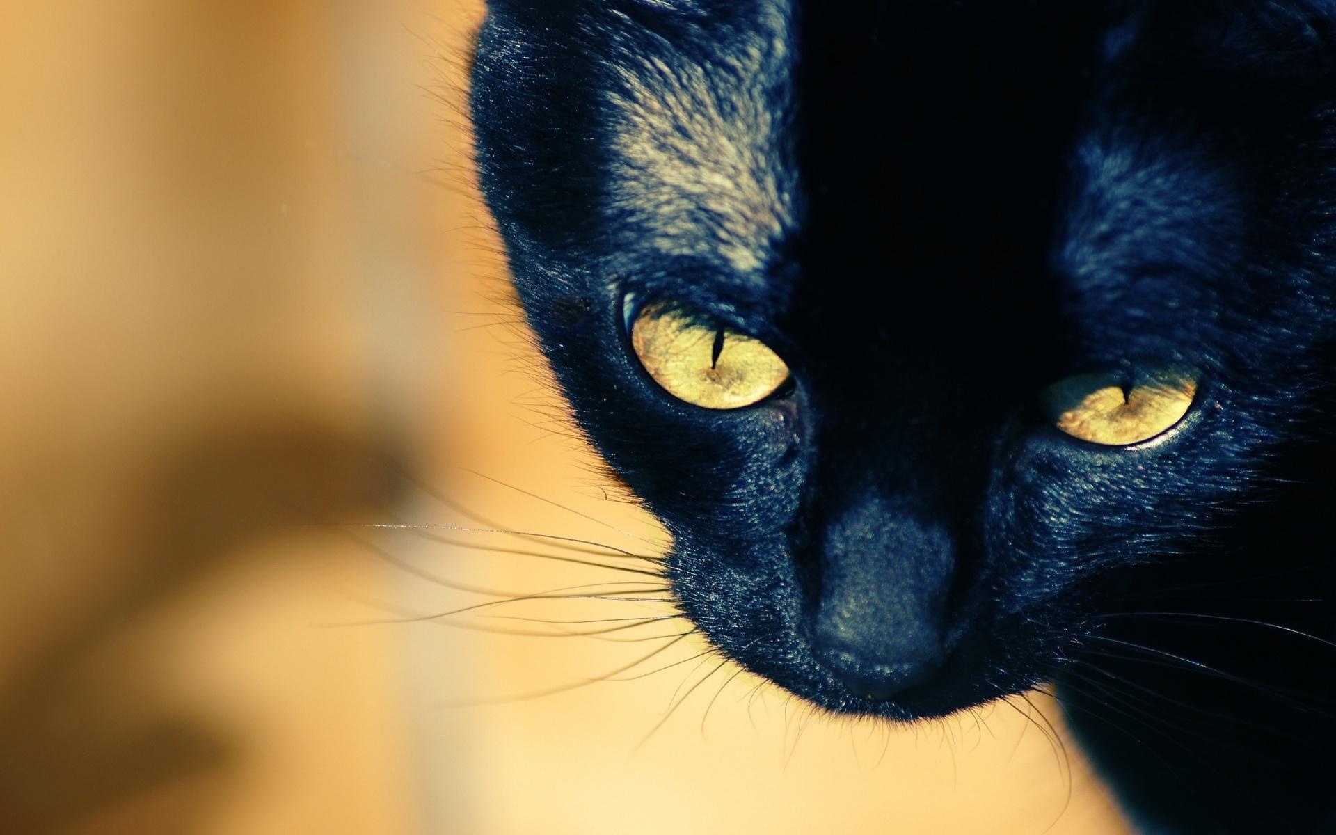 Young black cat with yellow eyes wallpapers and images   wallpapers