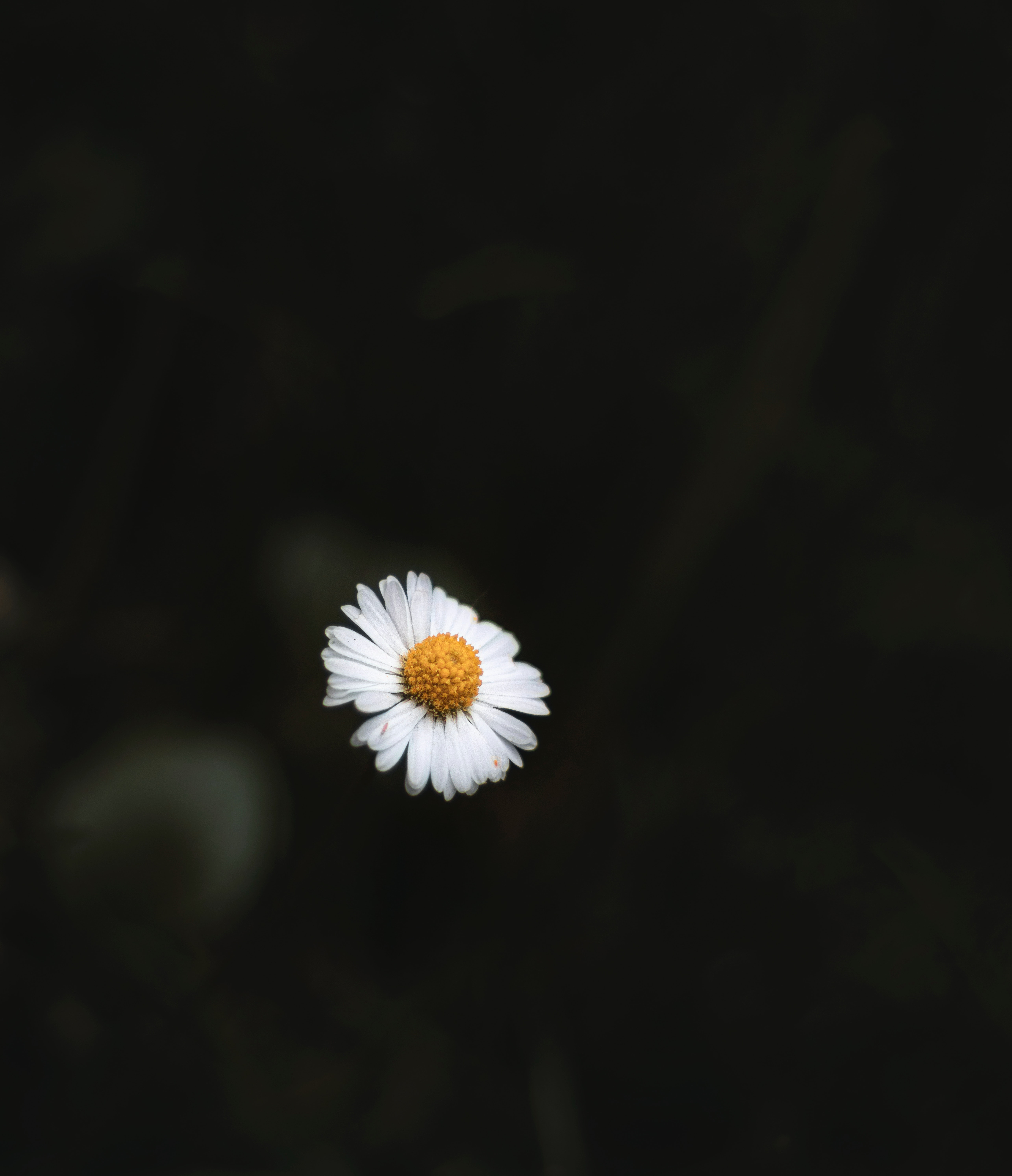 Daisy Aesthetic Wallpaper