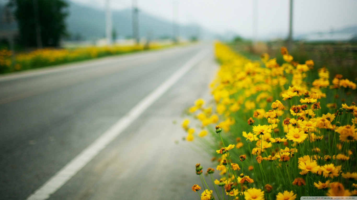 yellow flowers along the road wallpaper 1366x768