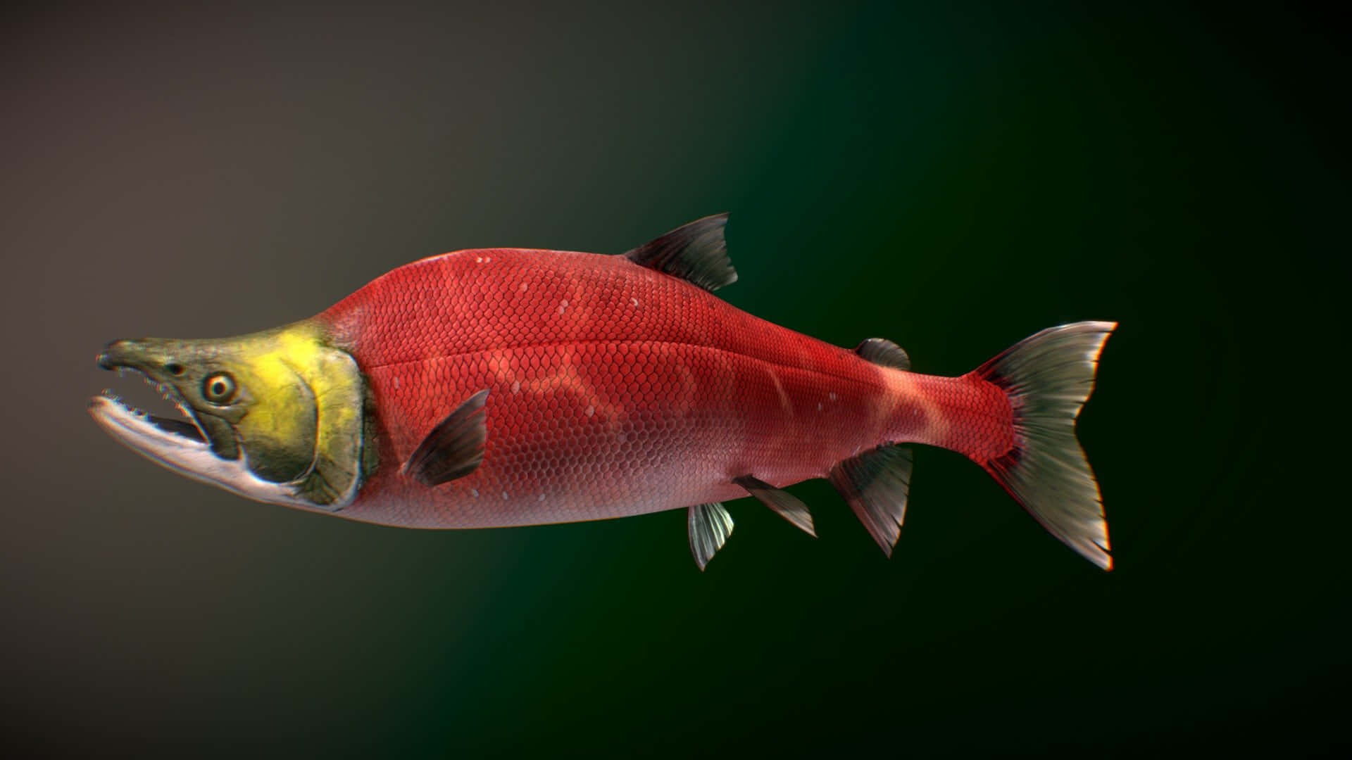 Sockeye Wycgamkj7hiozhla Wallpaper