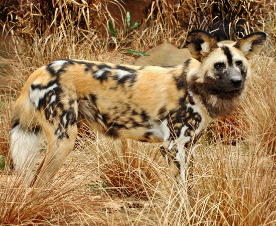 Follow The Piper Wild African Dogs