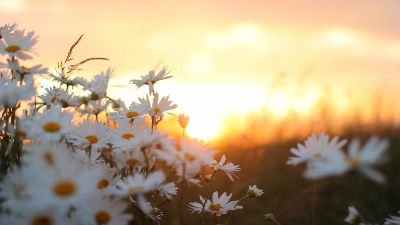 Daisies aesthetic laptop HD wallpapers  Pxfuel