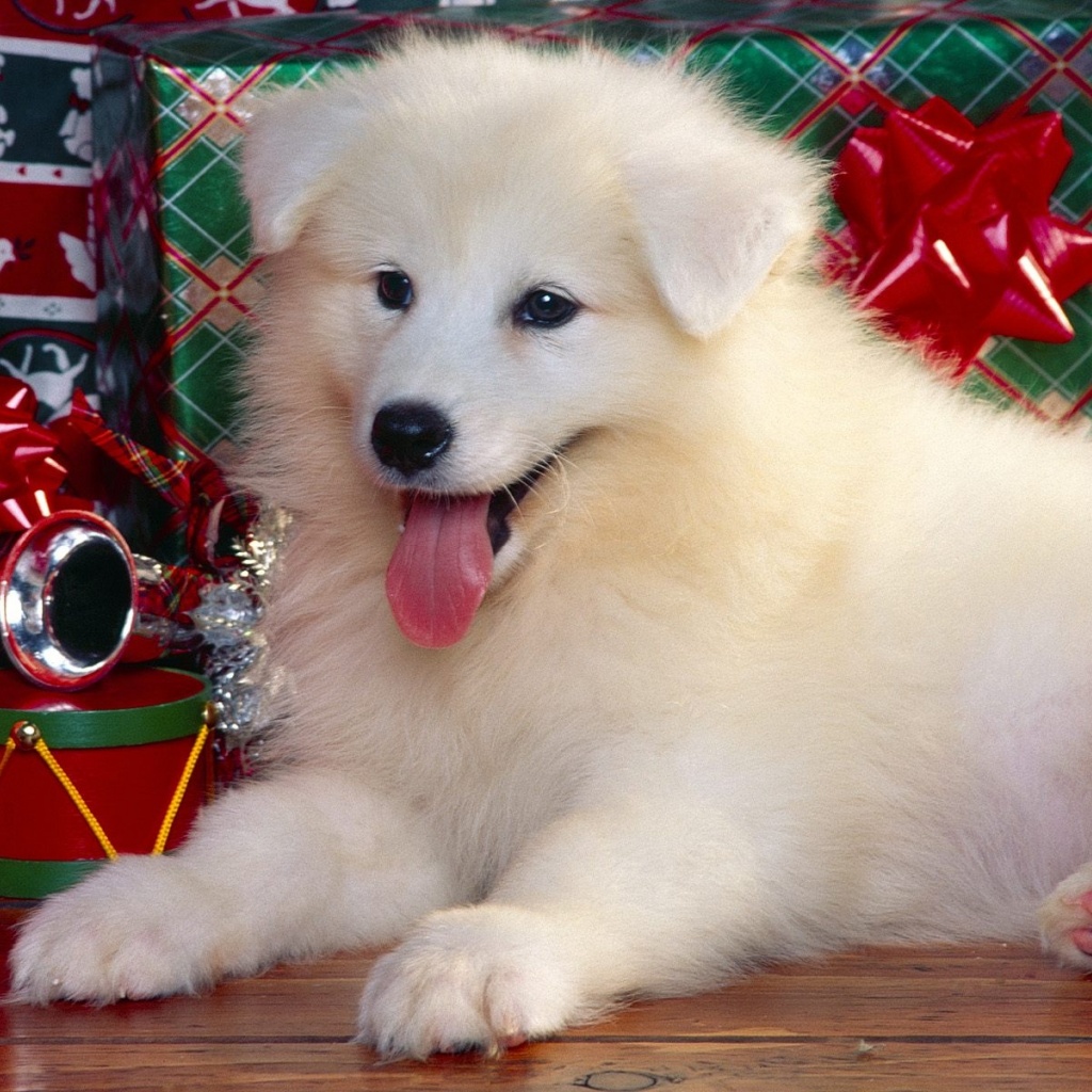 Christmas Puppy Desktop Pc And Mac Wallpaper