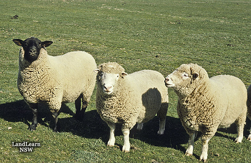 Suffolk Sheep Cool HD Wallpaper