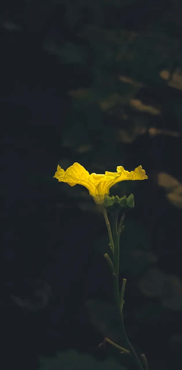 Moody Aesthetic Wallpaper