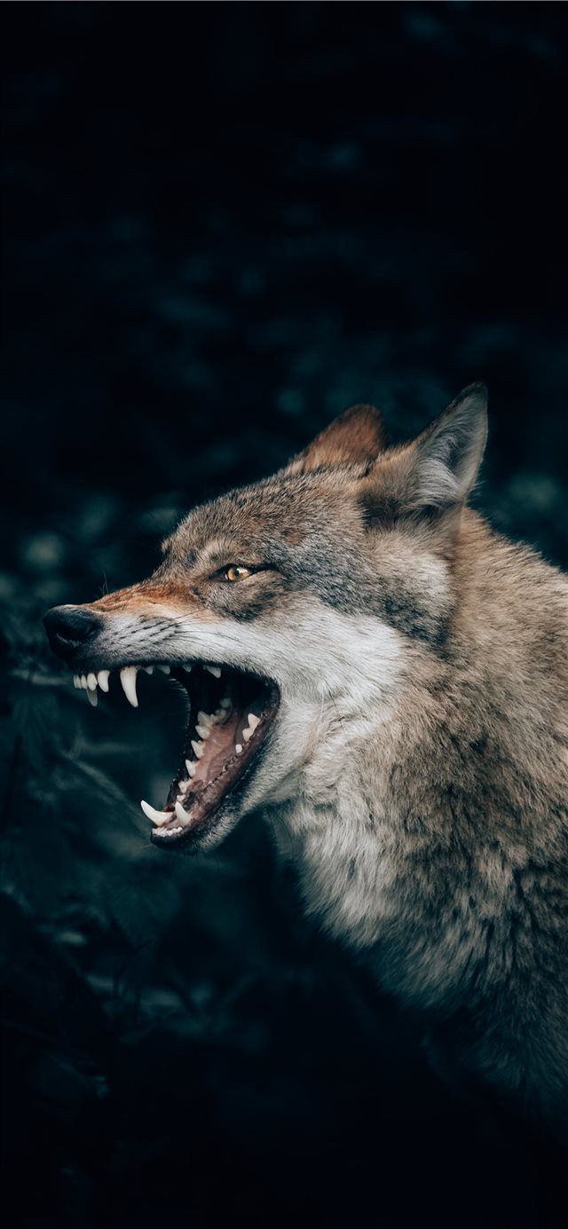 Wolf In The Forest iPhone X Wallpaper