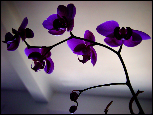 Flowers For Flower Lovers Orchid Pictures