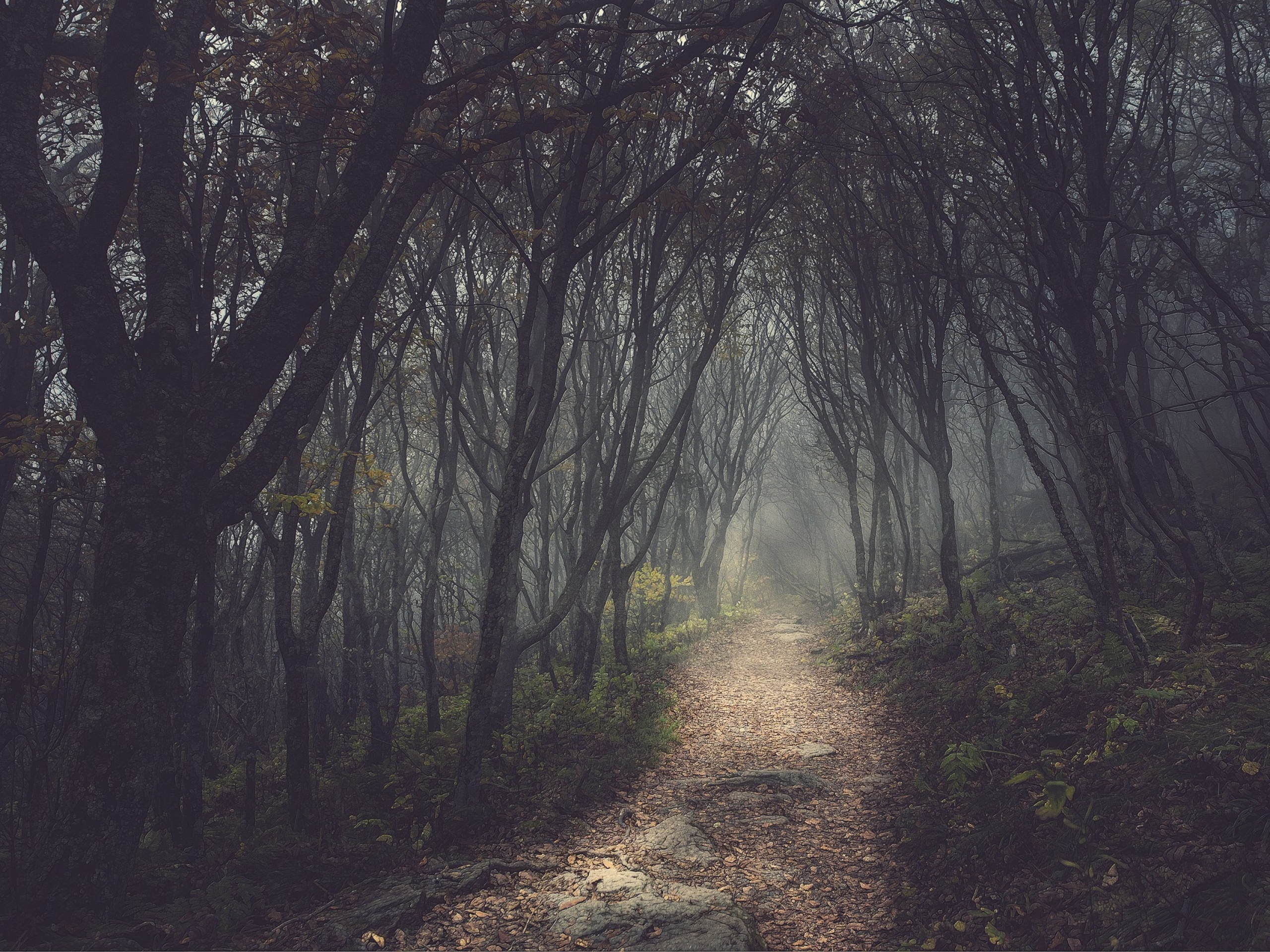 Forest Small Path Wallpaper Mysterious