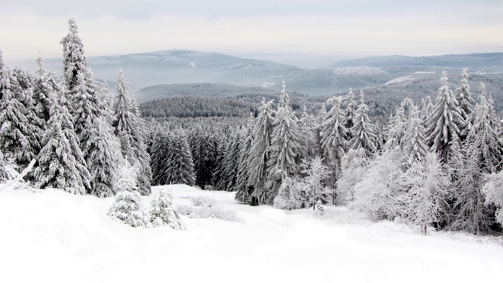 Snowy Pine Forest Wallpaper