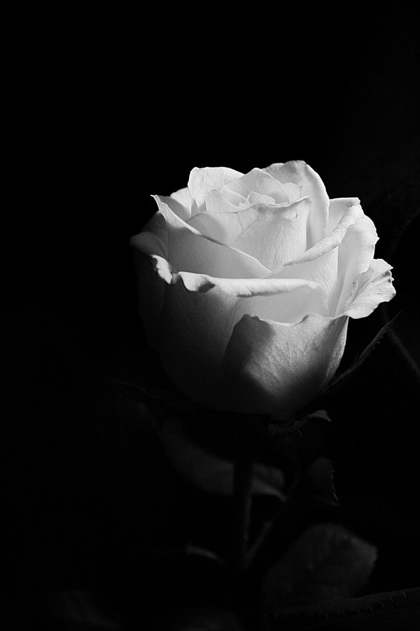 White Rose Black Background