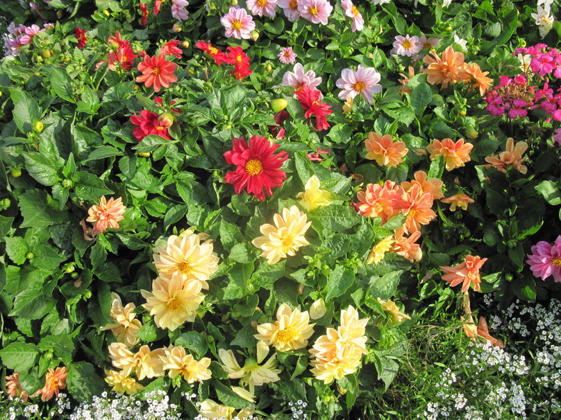 Free download Flowers Invermere BC Canada 22 wallpaper