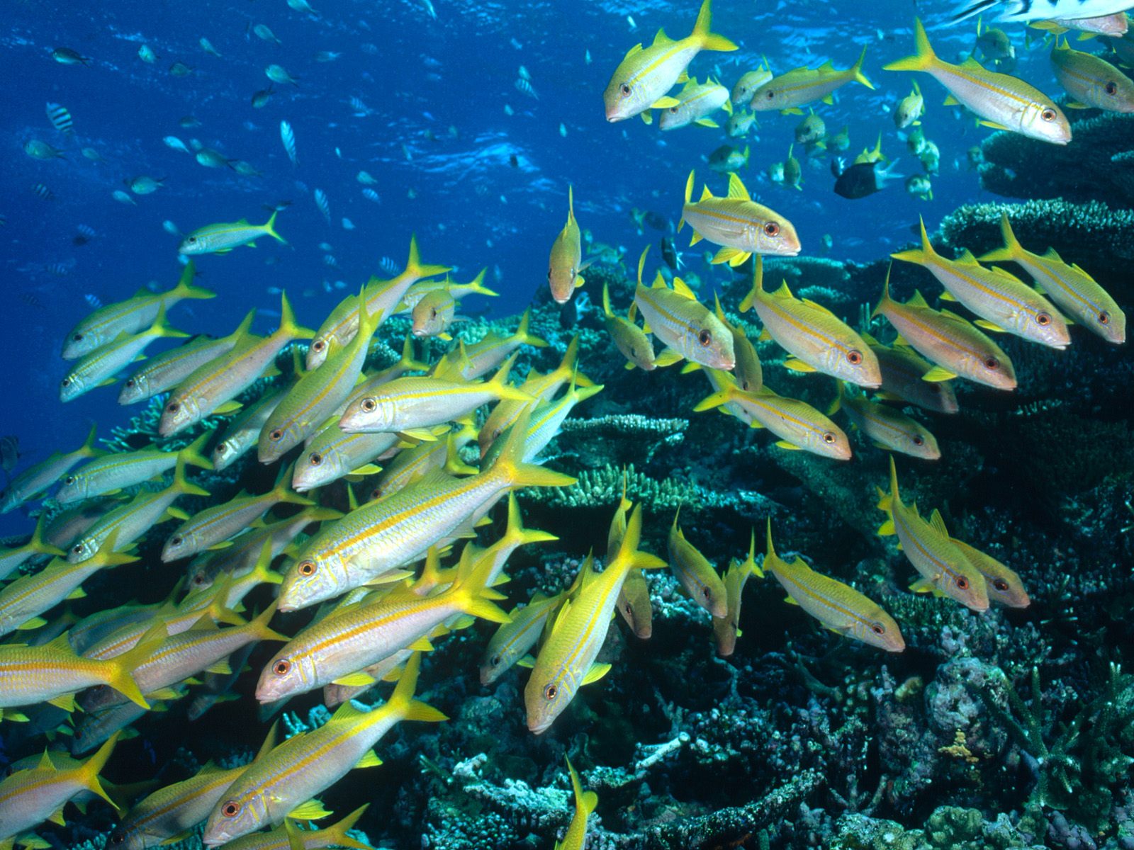 Goatfish Great Barrier Reef Australia Wallpaper Hq