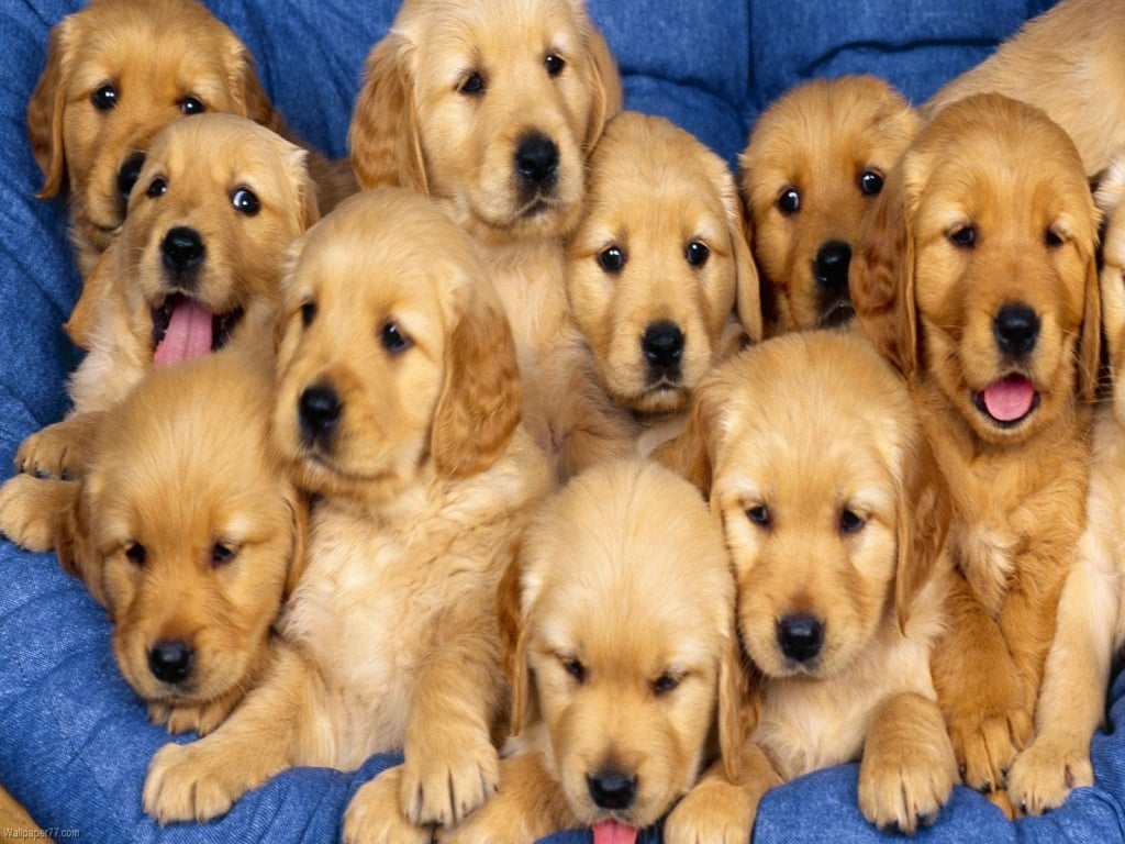 Free download dog in our gallery of baby dog images wallpaper ...