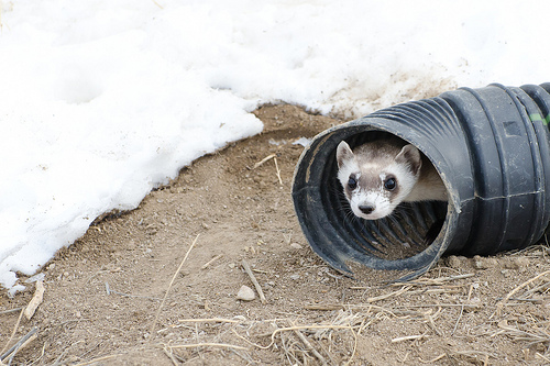 Black Footed Ferret In Snow Photo Sharing