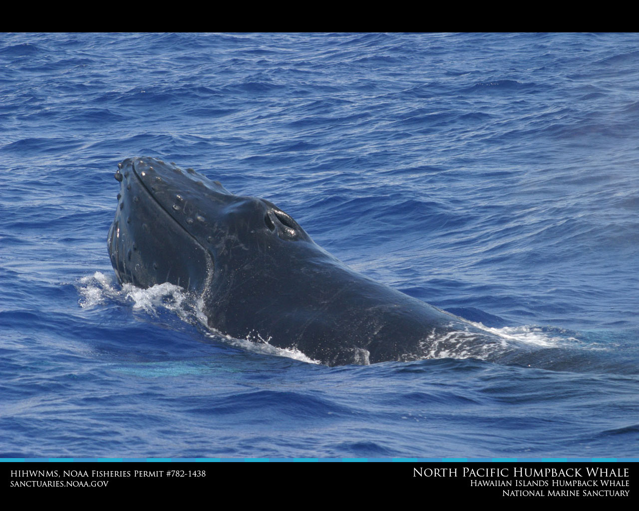 Hawaiian Islands Humpback Whale Desktop Wallpaper
