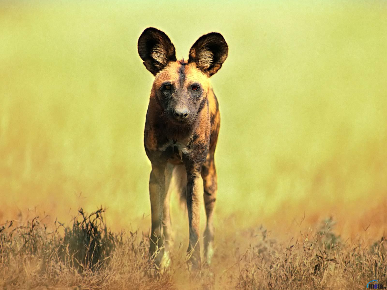 Wallpaper African Hunting Or Wild Dog Lycaon