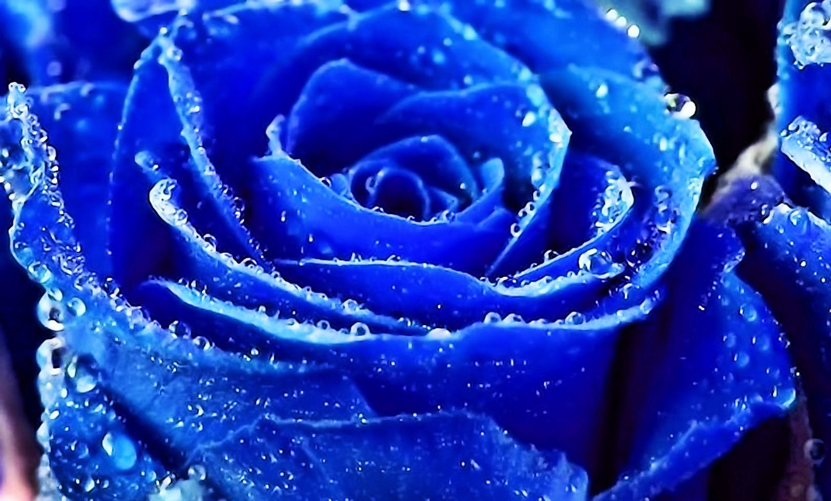 Blue Rose Wallpaper Hd Pictures Topwallpaper