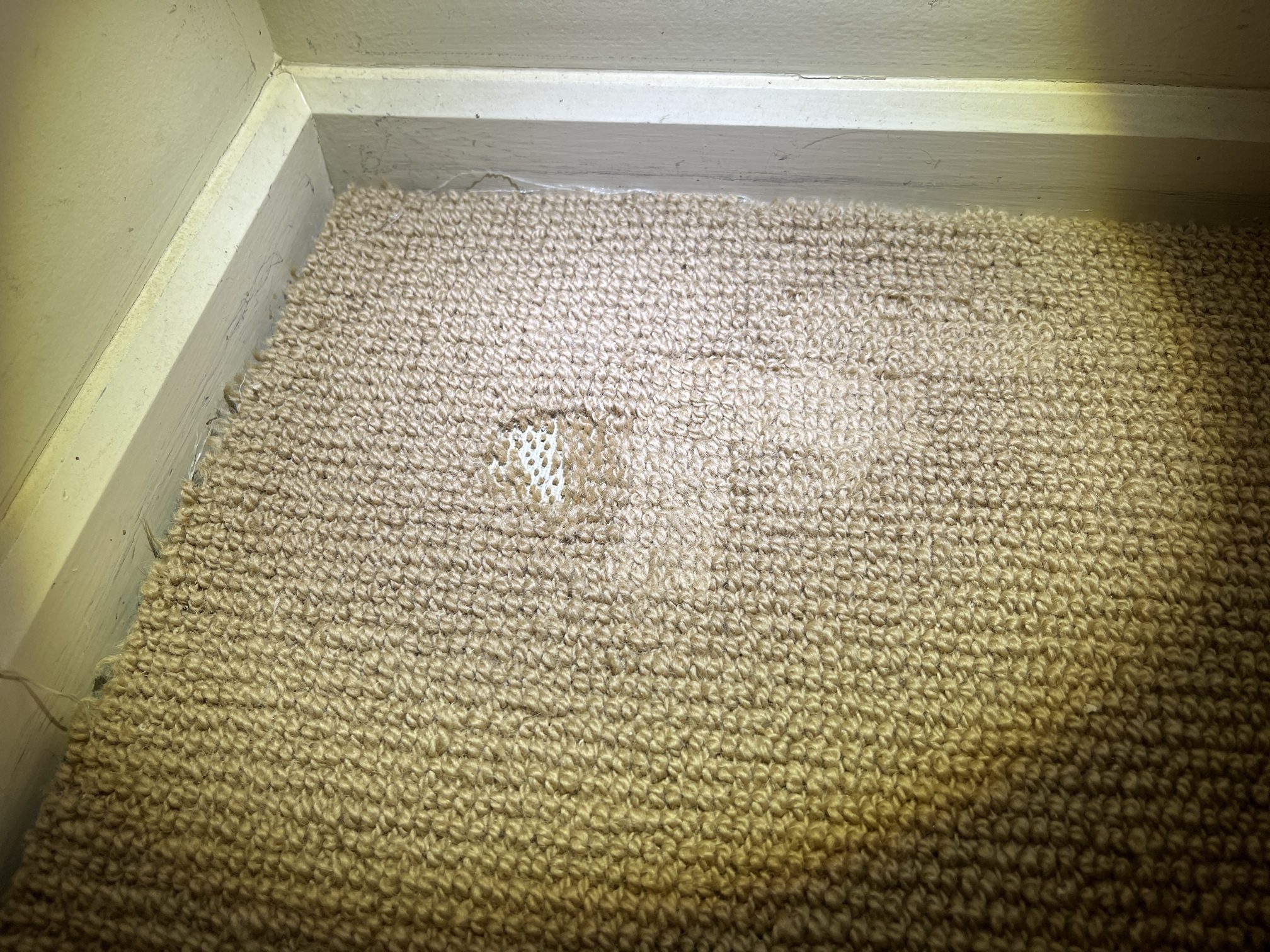 Signs Of Carpet Beetles Wallpaper