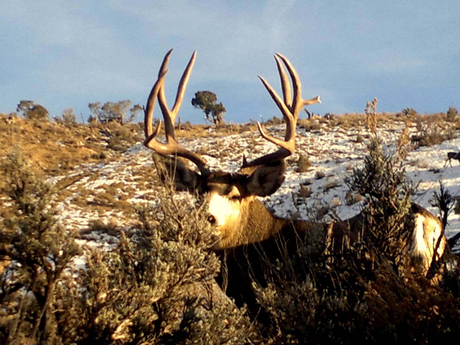 Mule Deer Buck Wallpaper Big