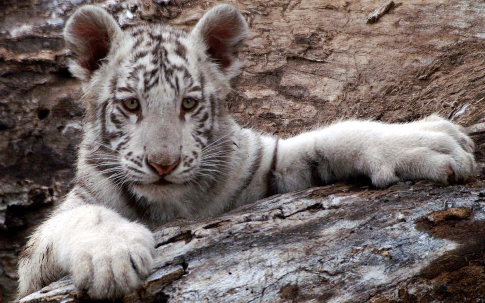 White Baby Tiger Tigers Wallpaper