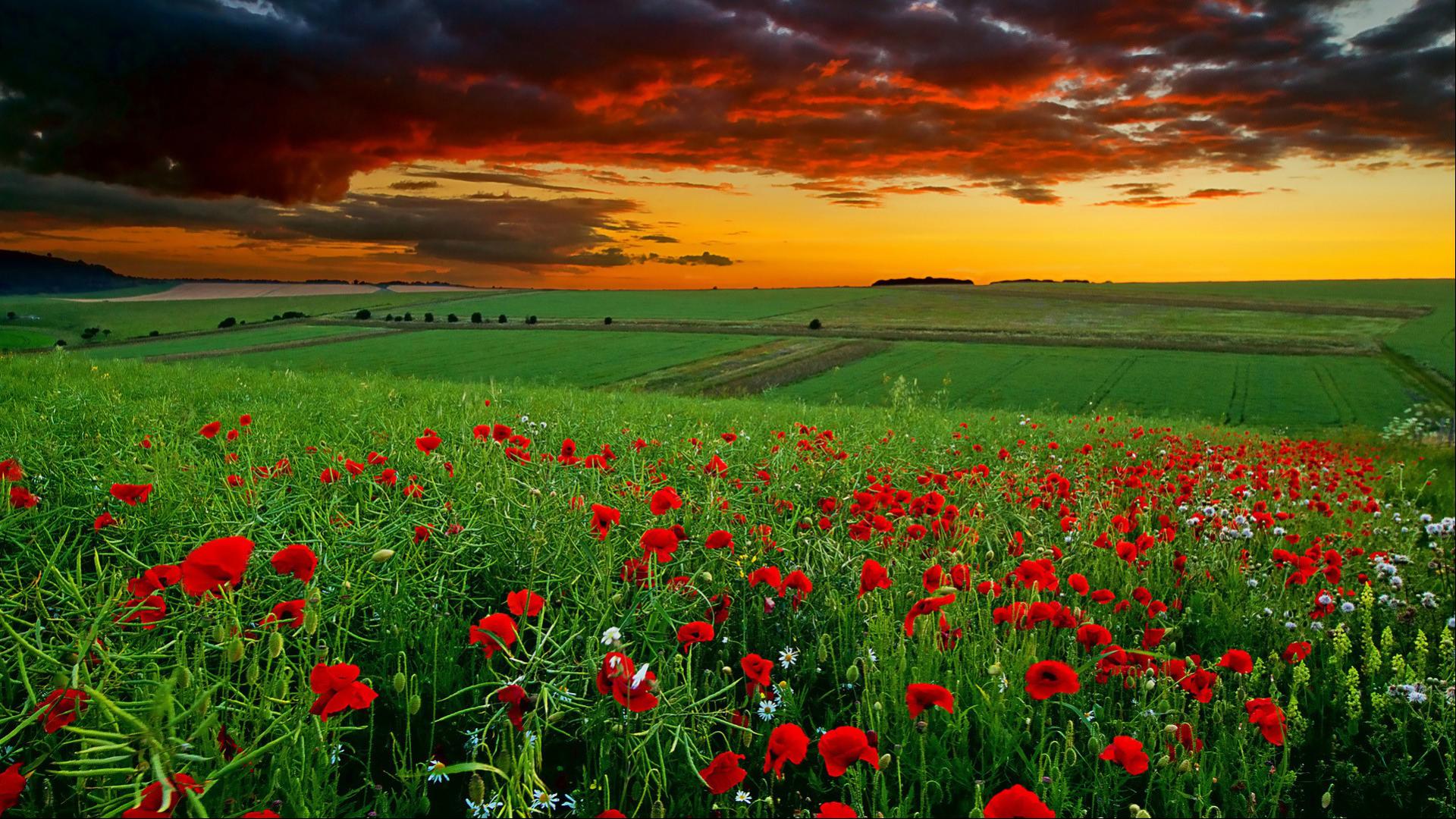 HD Nature Wallpaper 1080p Desktop In Green Landscape With Flowers