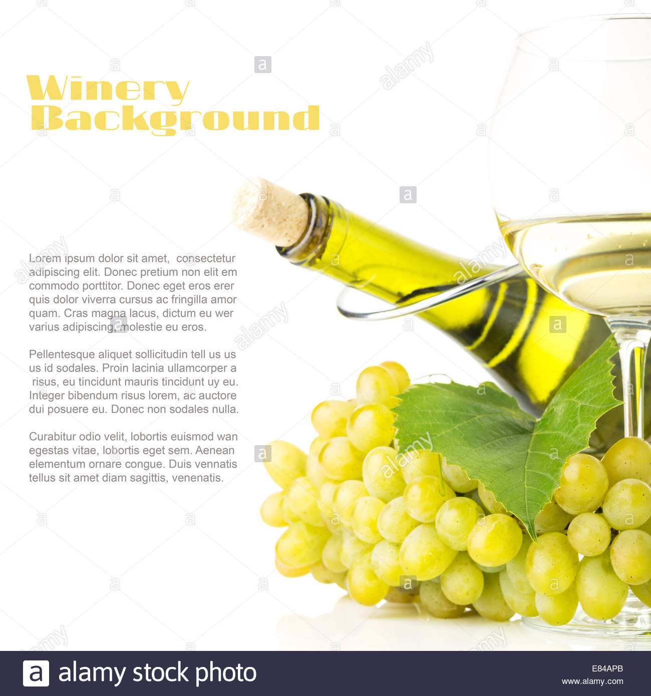 Winery Background With Copy Space Cluster Of White Grapes