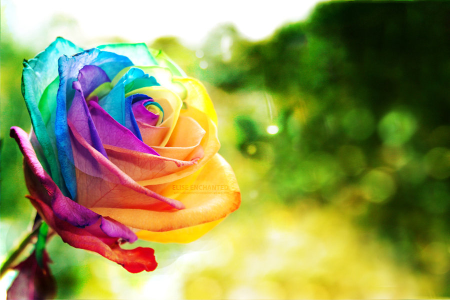 MA Wallpapers Rainbow rose wallpaper by EliseEnchanted