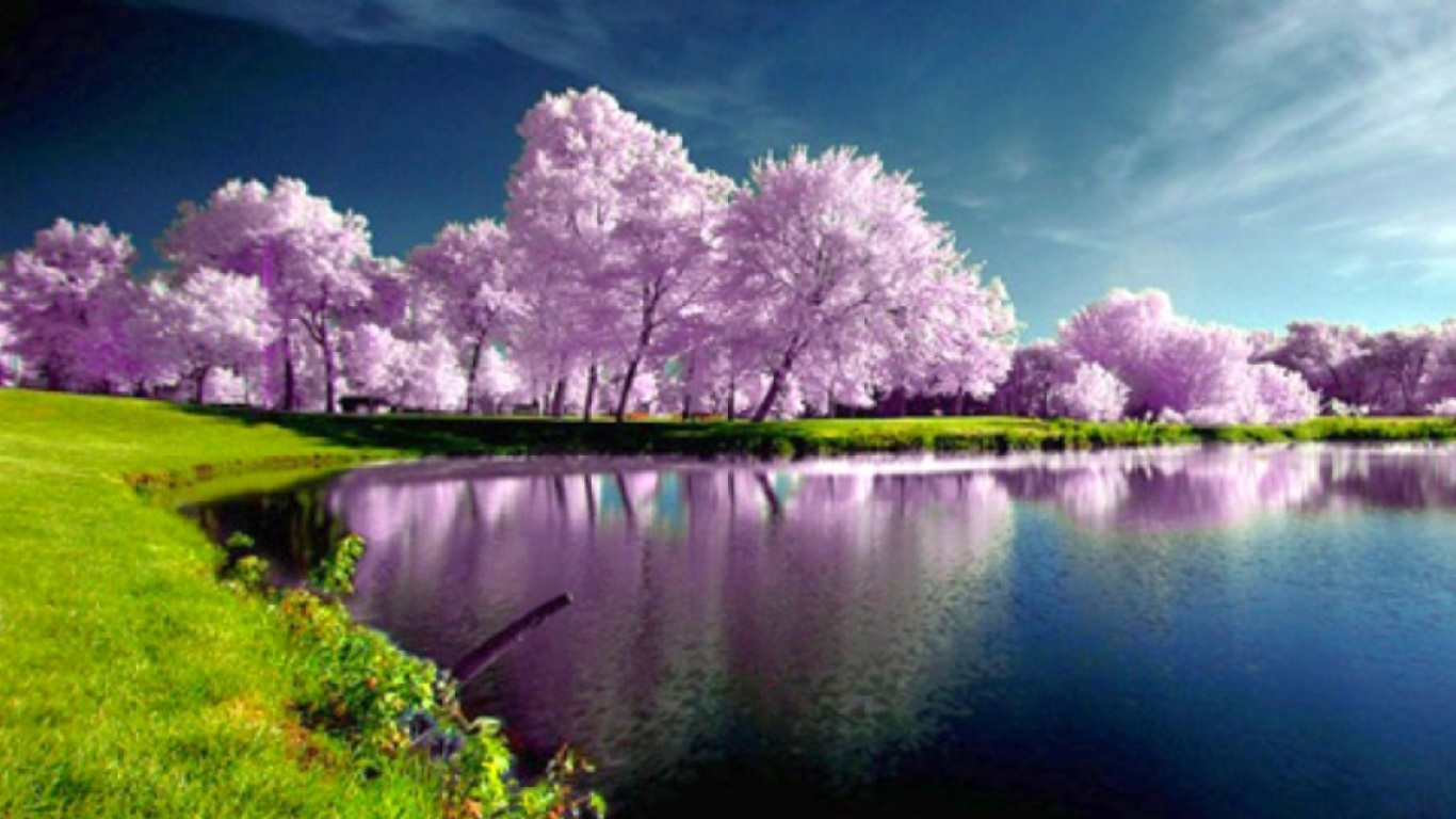 Beautiful Trees Spring Wallpaper Which Is Under The