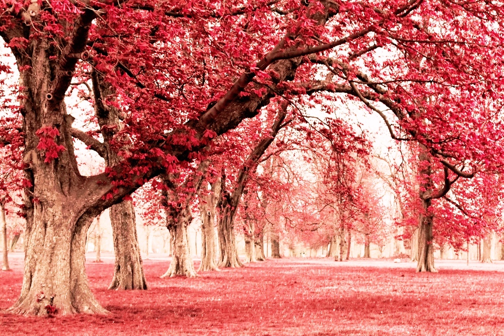 Wallpaper Info Pink Land With Tree