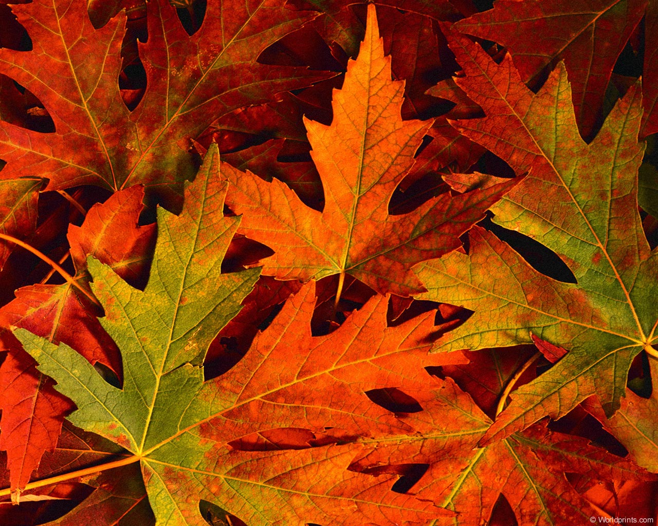 Fall Leaves Autumn Photography Desktop Wallpaper S