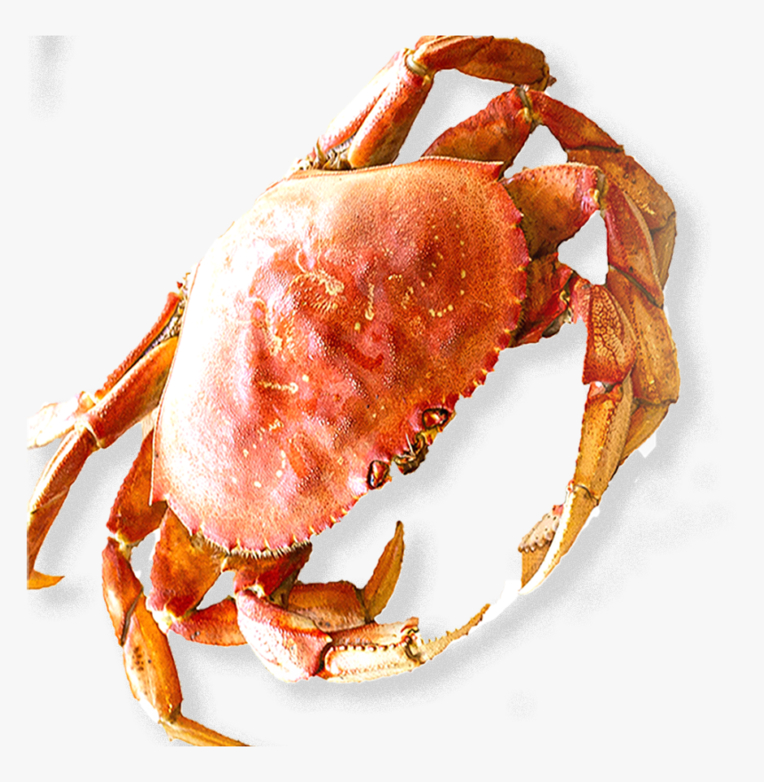 Dungeness Crab HD Png Wallpaper