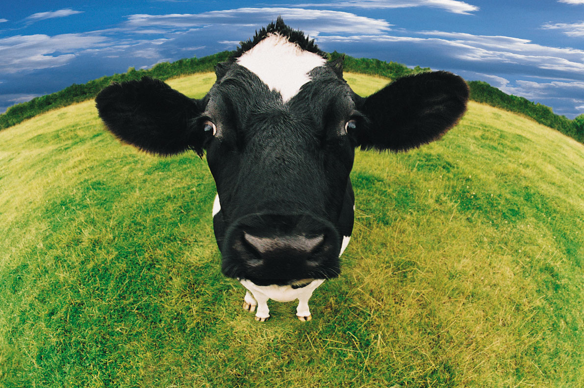 Cow Wallpaper Cows Close Up For Desktop