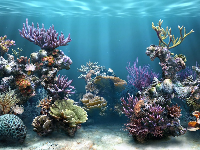 Colorful Coral Reef Wallpaper Fish HD