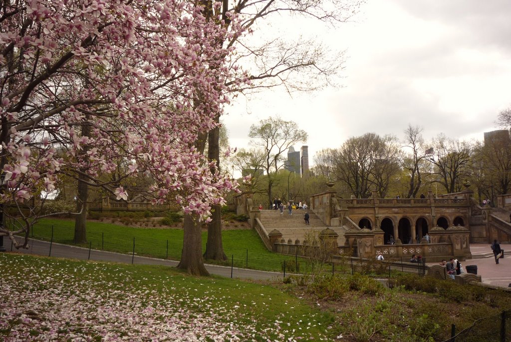 Spring In Central Park New York City