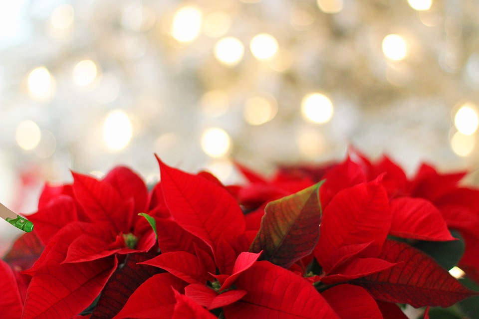 Photo Poinsettia Christmas Red Background Max Pixel