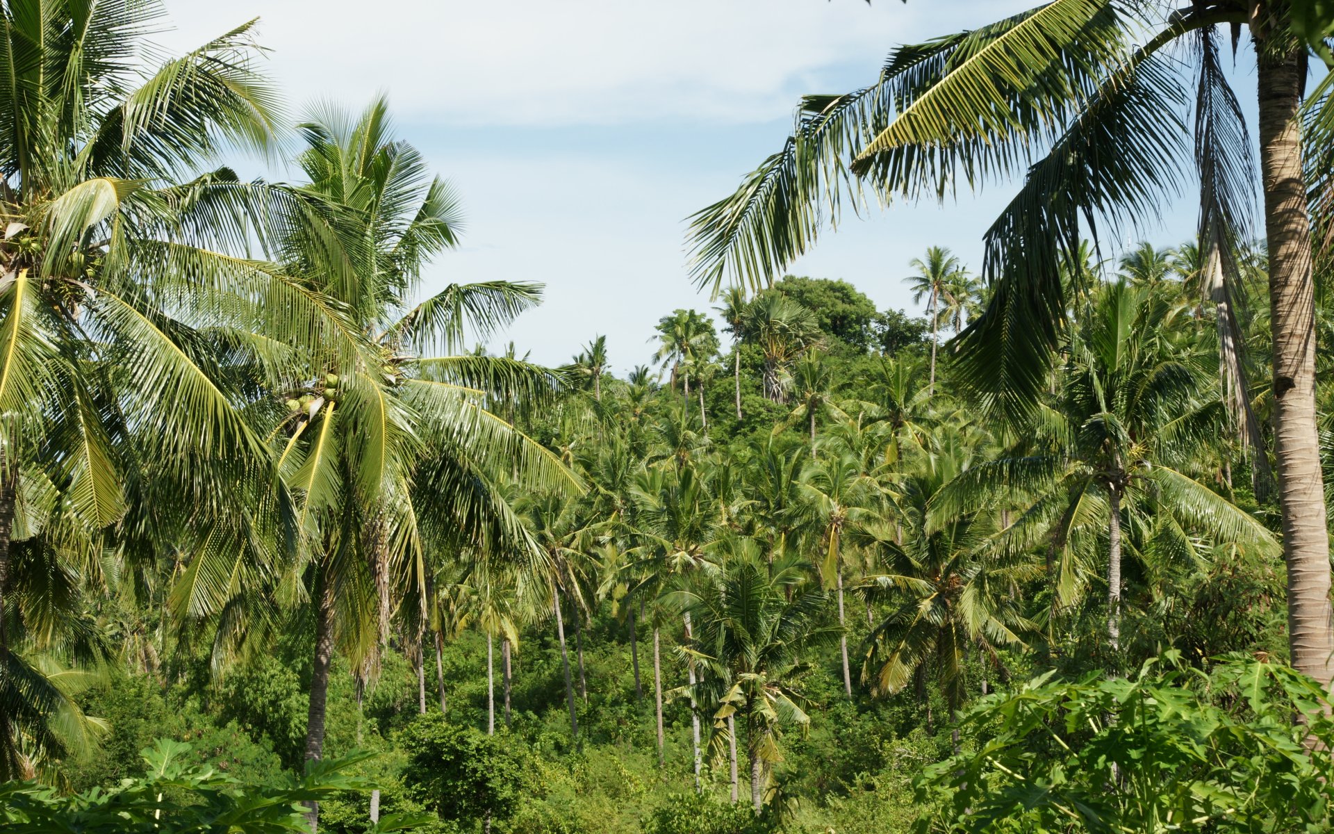 Palm trees   coconut palms