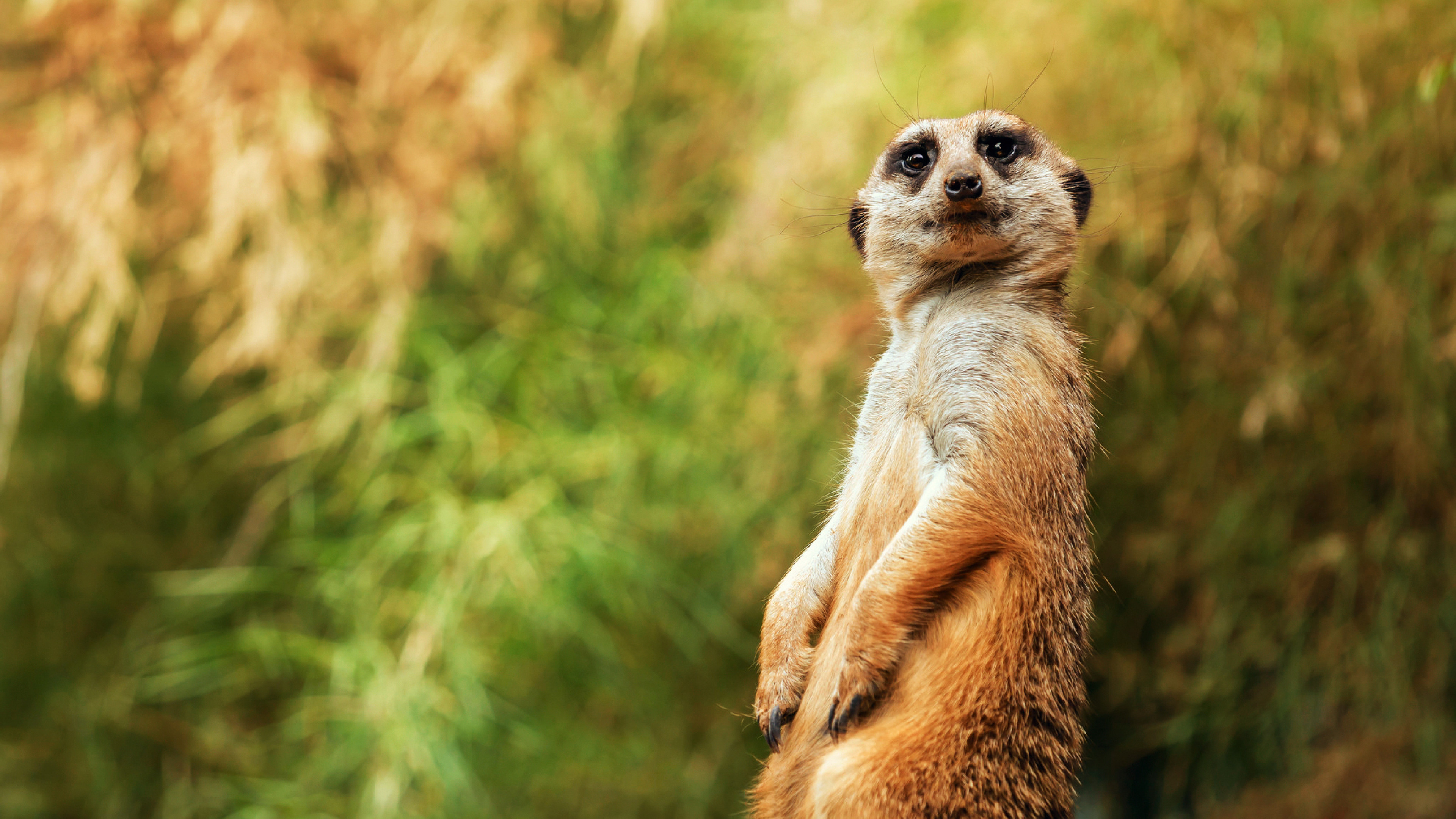 A meerkat standing upright, alert, and observant against a blurred green and brown background