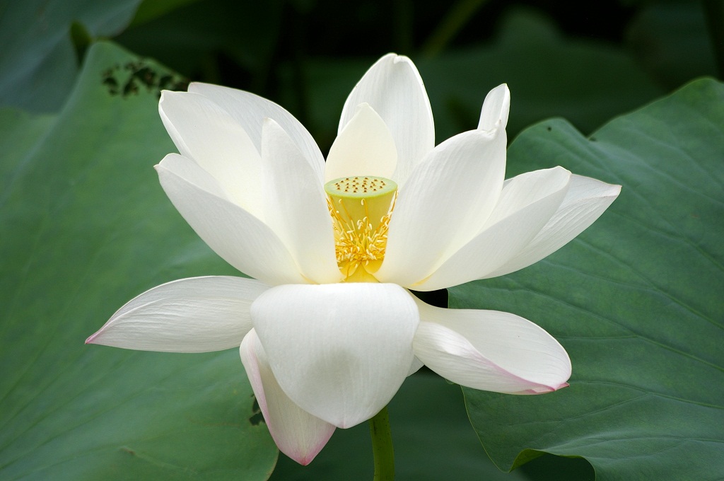 Lotus Flower Wallpaper A2z