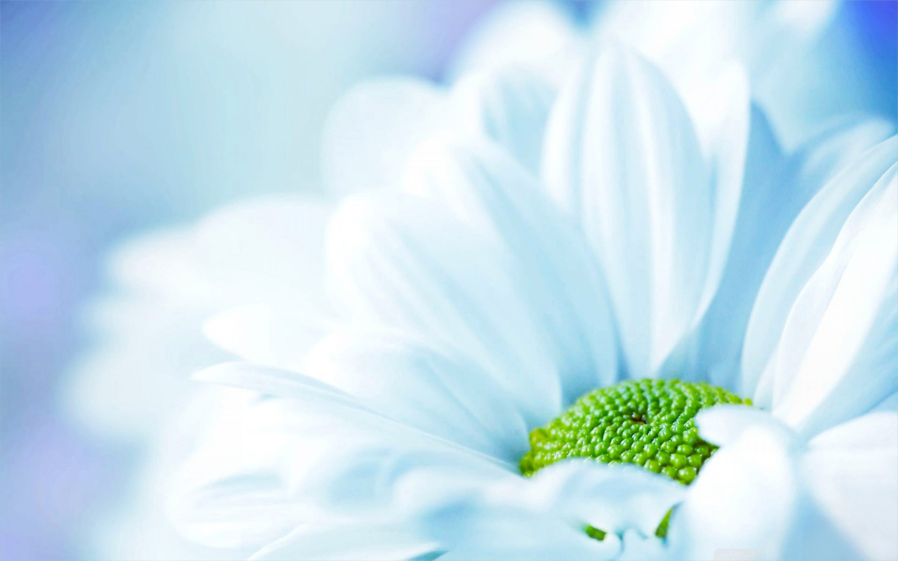 Selected White Flower Desktop Wallpaper You Can It