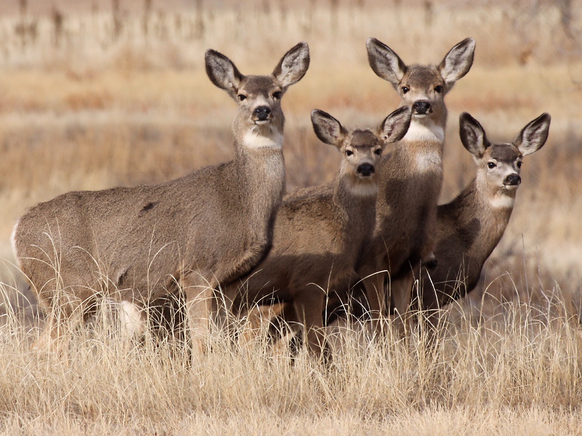 Mule Deer Wallpaper Colorado Usa